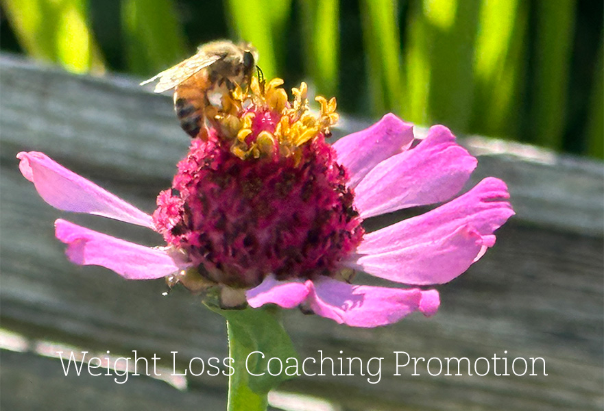 bee on lavendar