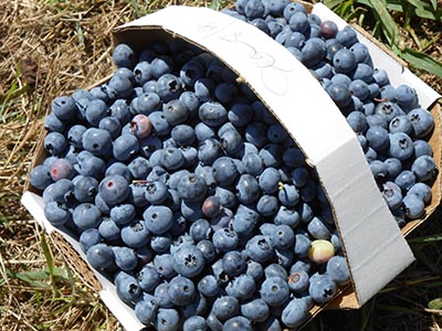 blueberries in paper basket